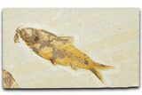 Detailed Fossil Fish (Knightia) - Wyoming #340770-1